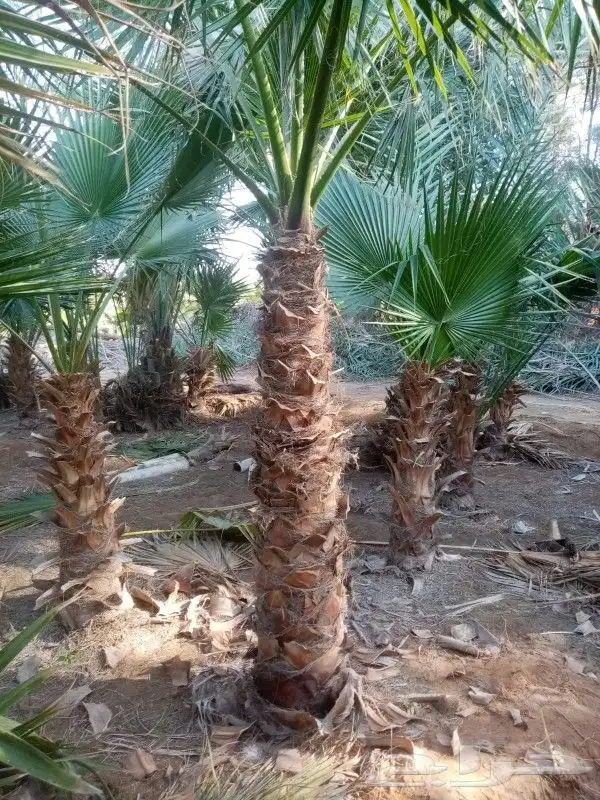 نخل واشنطوني زينه 12