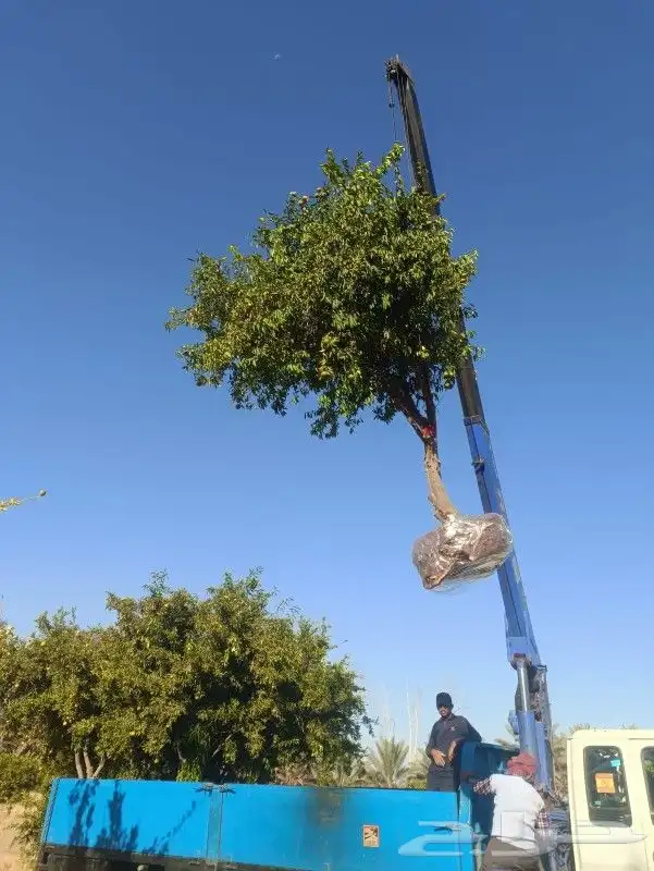 ابو عبدالله لتوريد الاشجار المثمرة توصيل لاجميع المناطق 5