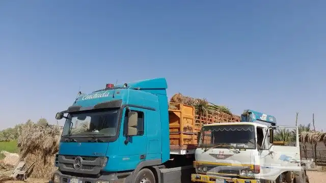 نخل للبيع جميع المقاسات 5