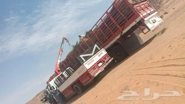 نخل للبيع جميع المقاسات 2