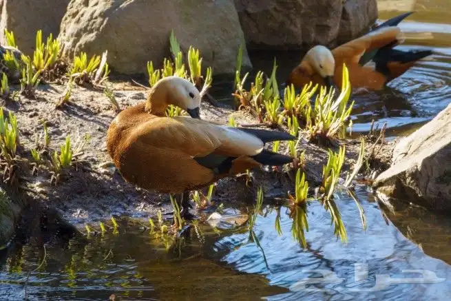 نوادر البط رودي شهرمان الاحمر 0