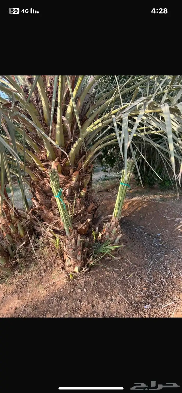 نخل خضري للبيع حفيرة نساح البخراء 1