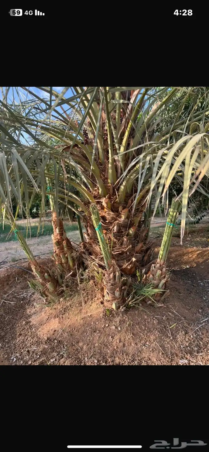 نخل خضري للبيع حفيرة نساح البخراء 0