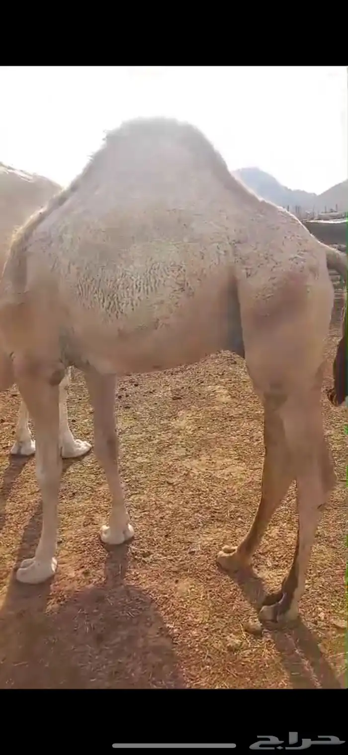 قعود فل الفل للبيع 1