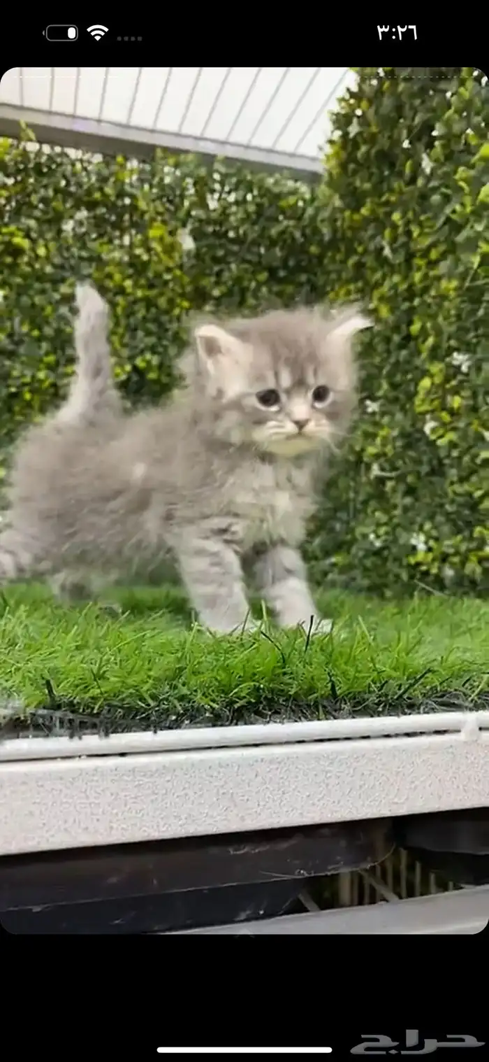 قطط صغار 1