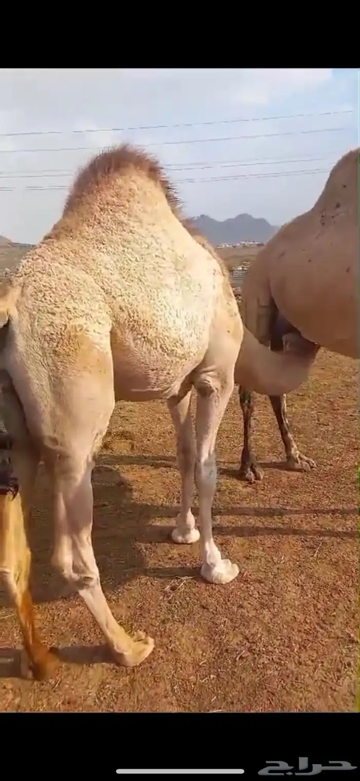 قعود فل الفل للبيع 0