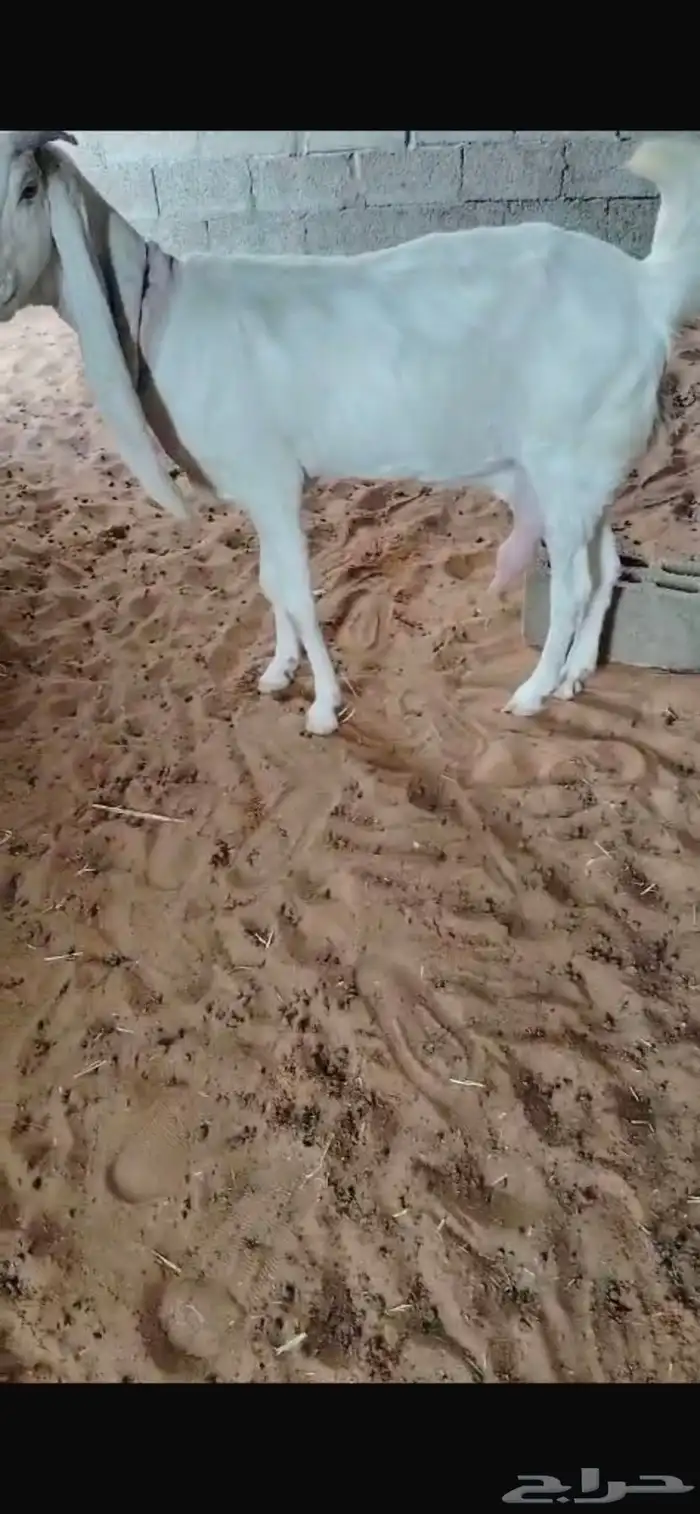 عنز حليب وافر شرط مسحوب عيالها ( مبيوعه ) 1