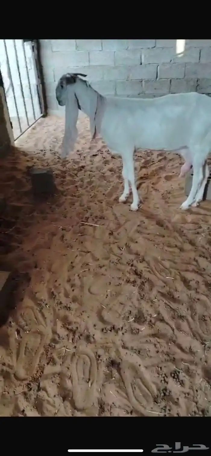 عنز حليب وافر شرط مسحوب عيالها ( مبيوعه ) 2