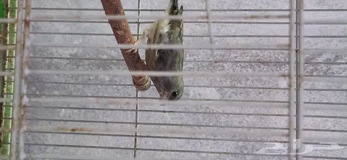 حسون يمني وحسون قري 6