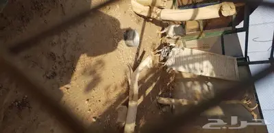 ديوك باكستاني اصل 2