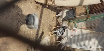 ديوك باكستاني اصل 3