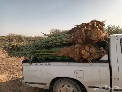 يوجد لدينا جميع انواع انخيل 4