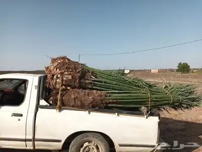 يوجد لدينا جميع انواع انخيل 5
