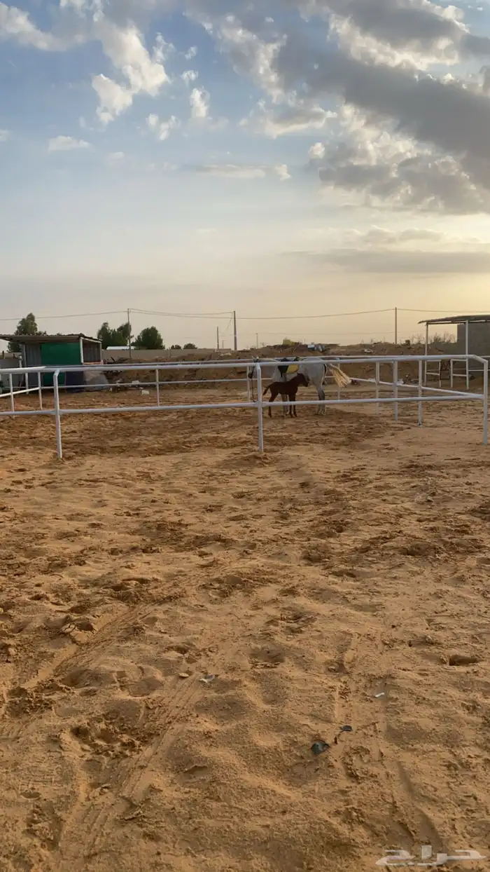 ايوا مربط سلطان الخيل العربية الأصلية 1