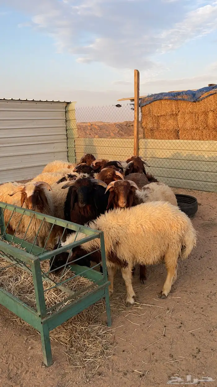 ذبايح نعيمي فاخر يوجد تمار 3