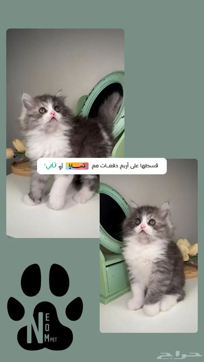 كيتن بيرشن هاف بيكي فيس سكوتش قطط الرياض القصيم الخرج انثى 1