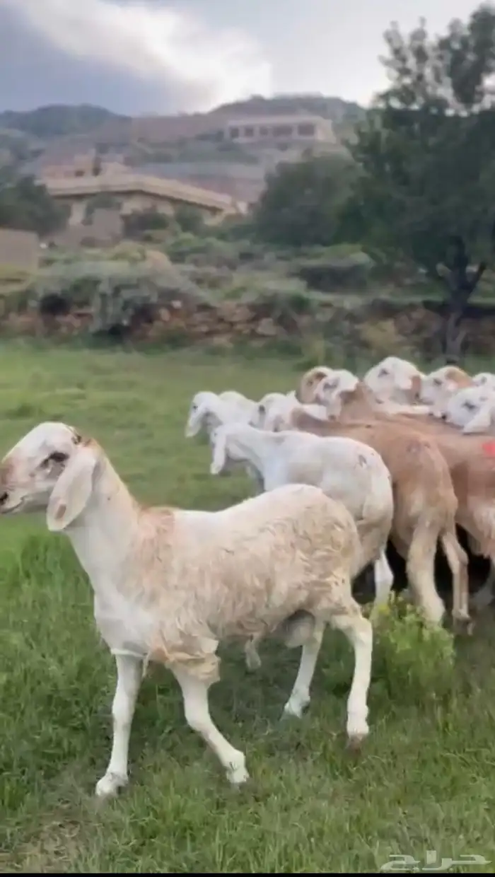 سواكن تربية جذعان العدد 11 1