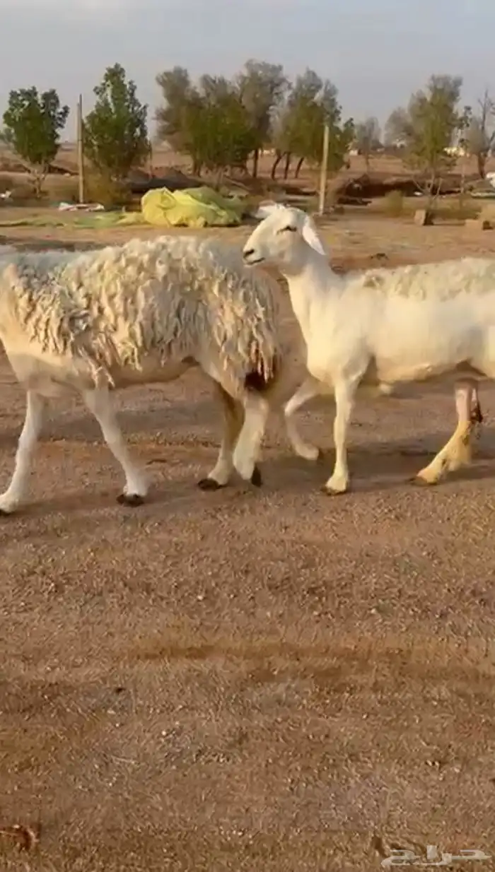 للبيع شياه حريات كفو تمم البيععع 2