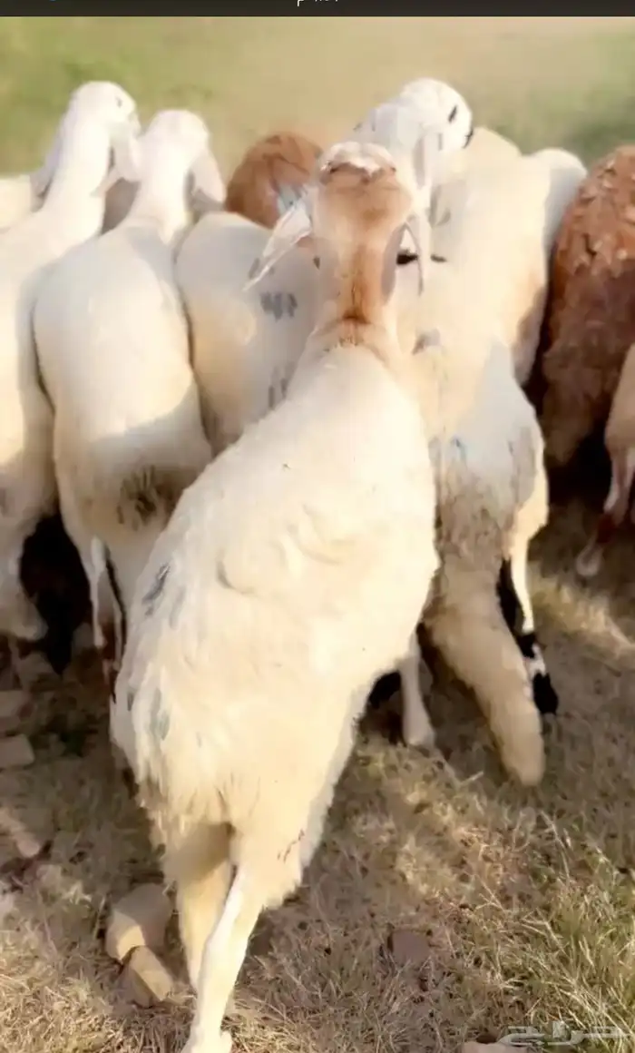 سواكن تربية جذعان العدد 11 0