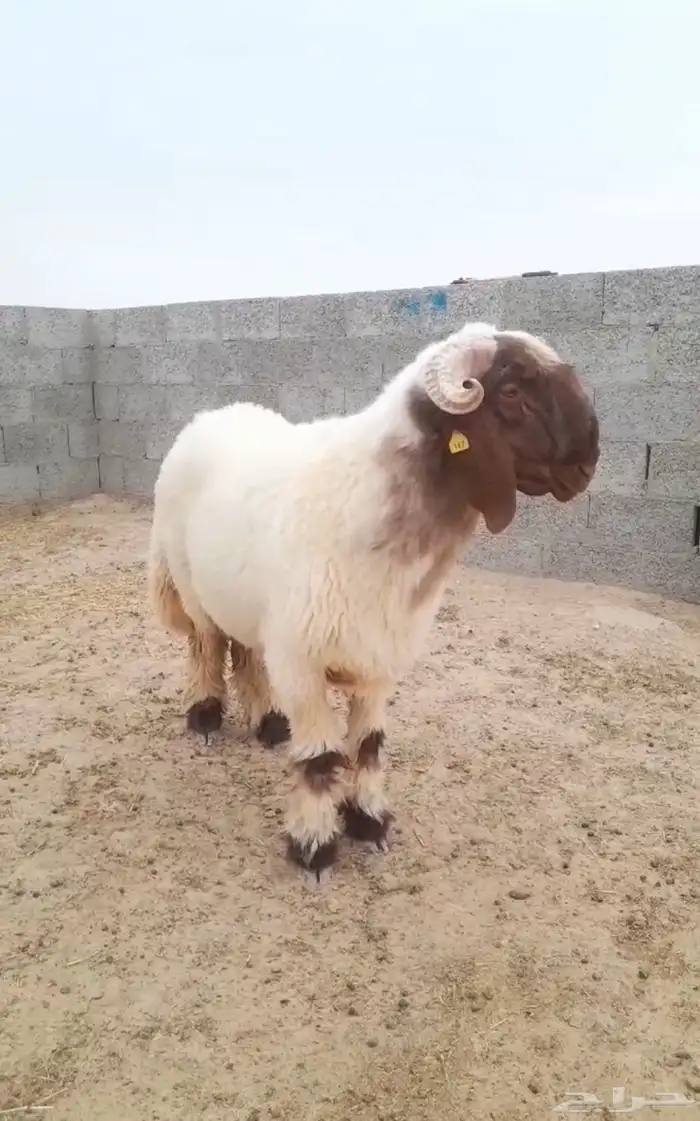 فحل غنم نعيم صنف جذع فاخر 6