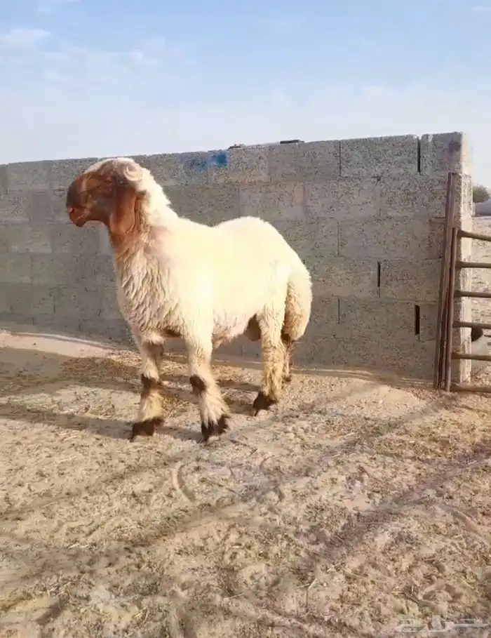 فحل غنم نعيم صنف جذع فاخر 1