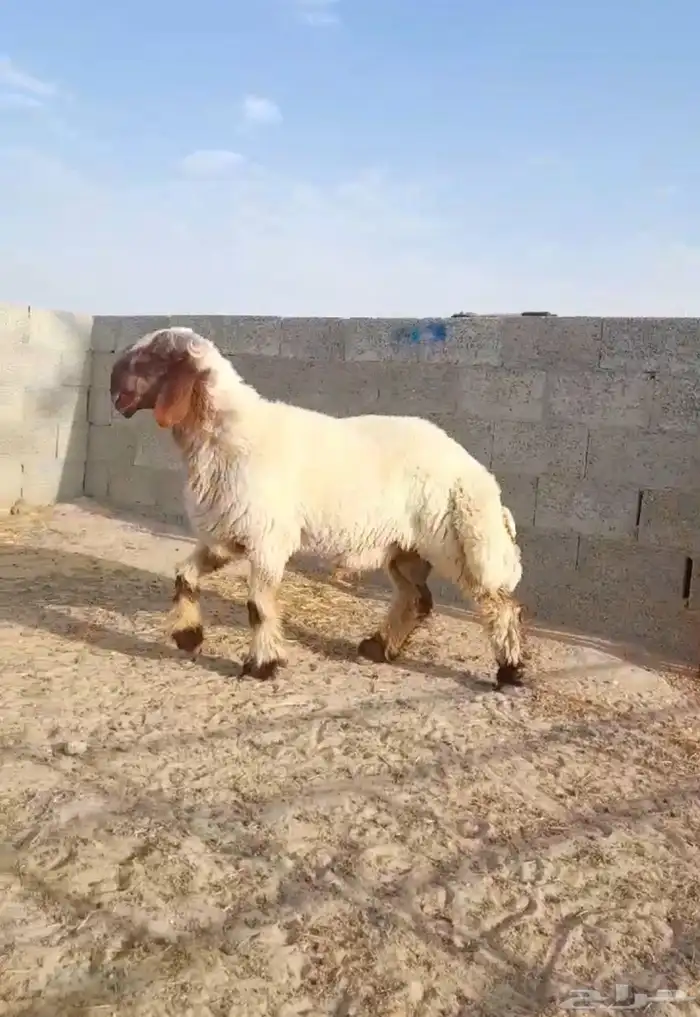 فحل غنم نعيم صنف جذع فاخر 5