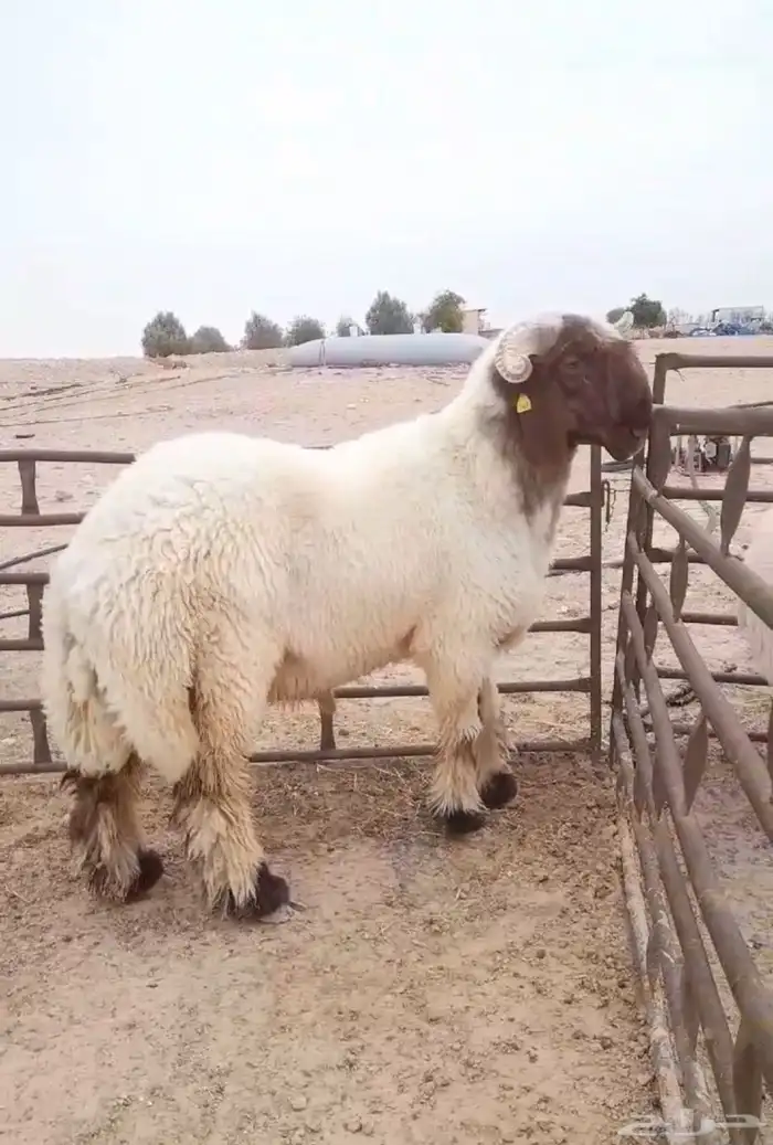 فحل غنم نعيم صنف جذع فاخر 4