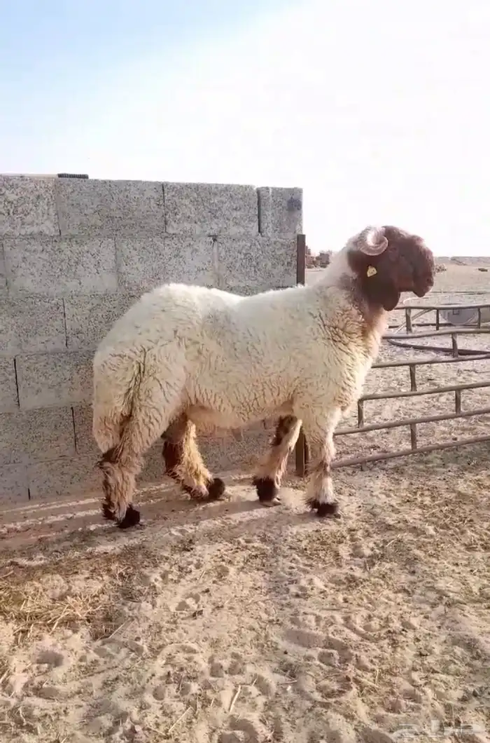 فحل غنم نعيم صنف جذع فاخر 2