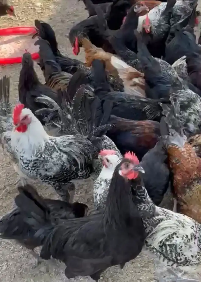 ديوك بلدي مشكل 0