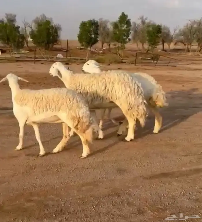 للبيع شياه حريات كفو تمم البيععع 1
