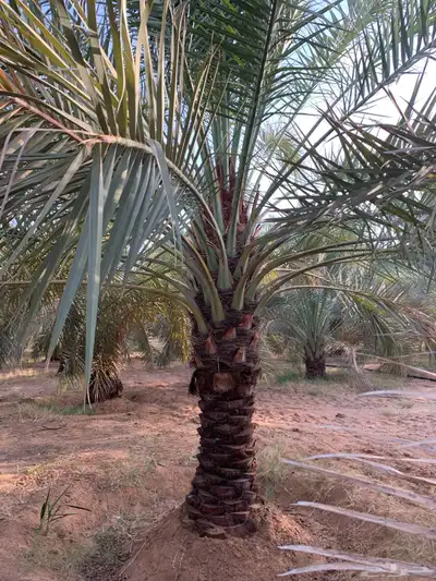 جثايث سكري وخلاص 2