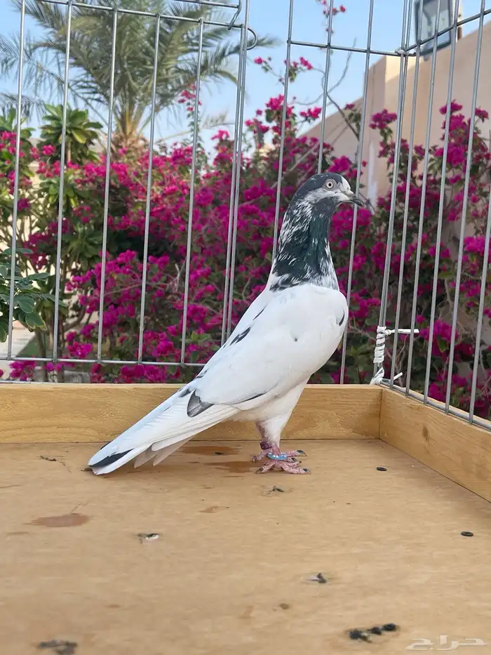للبيع جوز تيدي 1