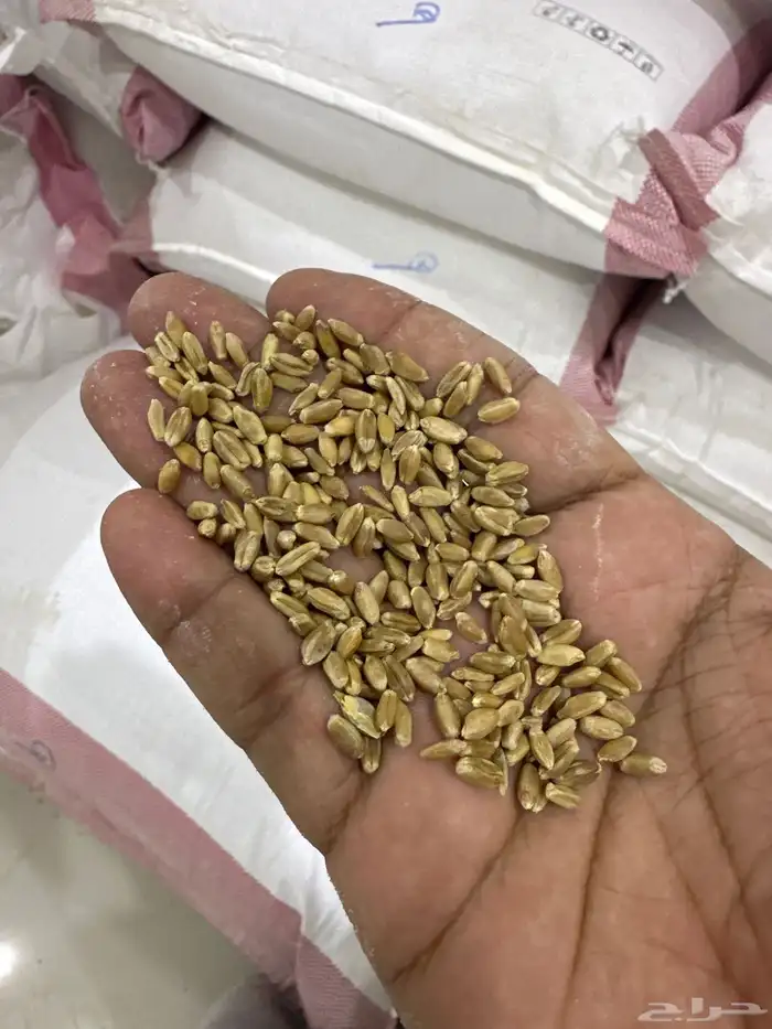 طاحون لبيع اجود أنواع الحبوب والبقوليات 3