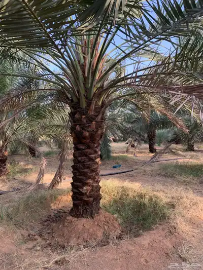 جثايث سكري وخلاص 5