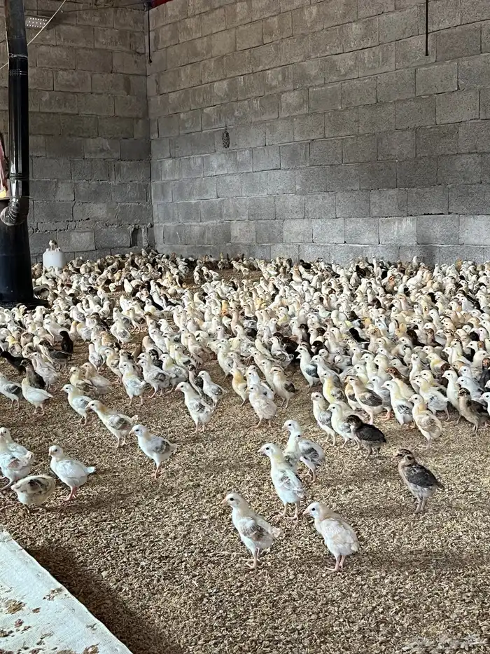 صوص فروخ صيصان دجاج بلدي 0