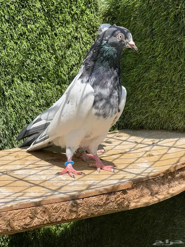 حمام باكستاني 1