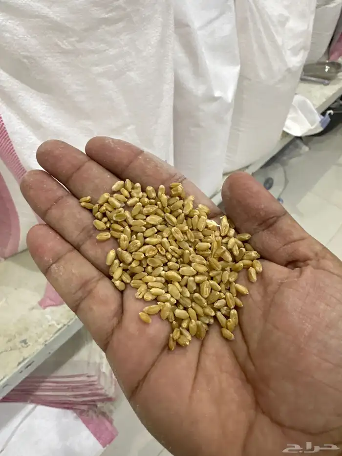 طاحون لبيع اجود أنواع الحبوب والبقوليات 4
