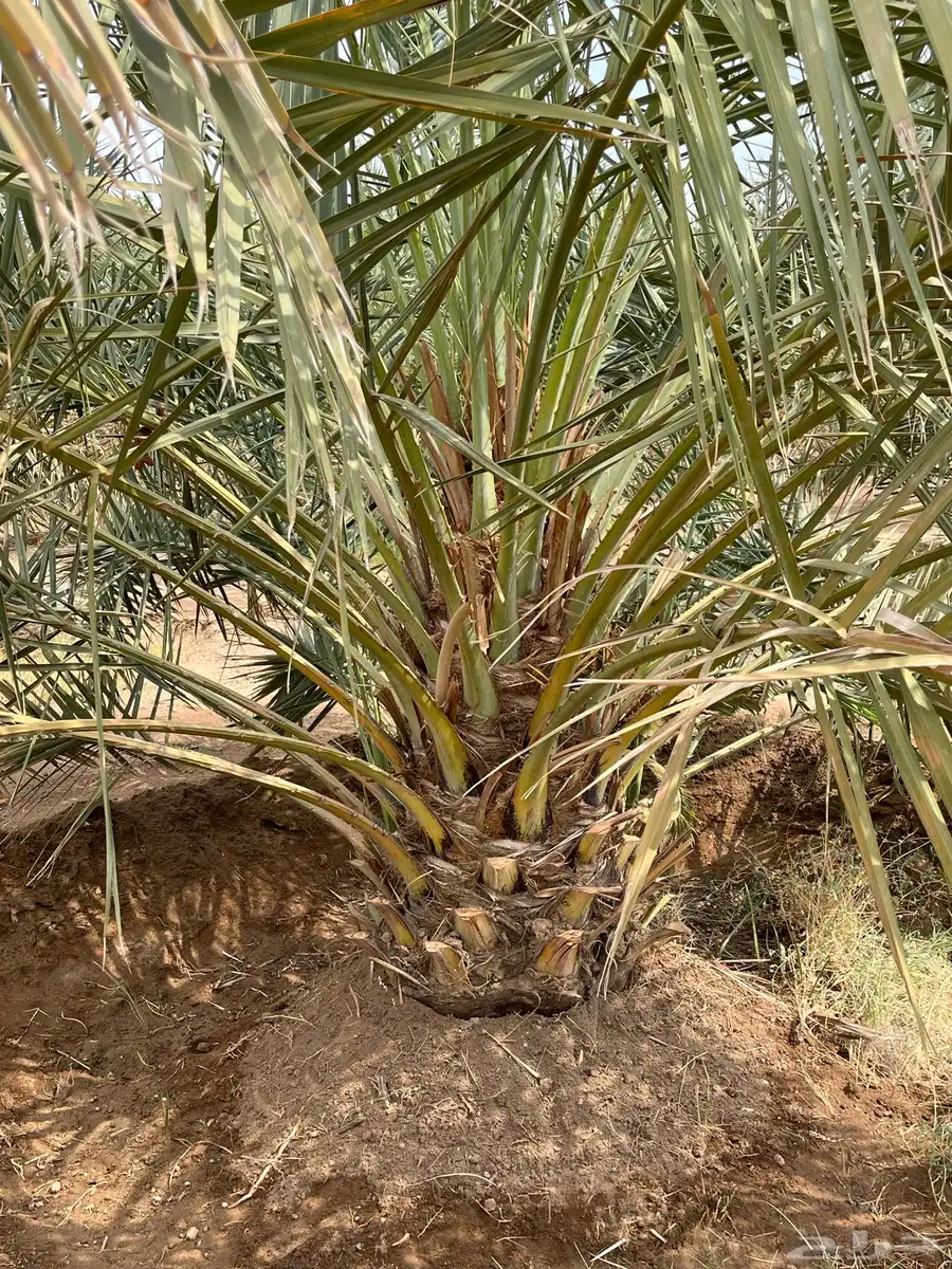 الزباير 1
