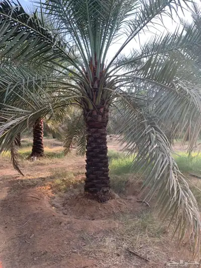 جثايث سكري وخلاص 4