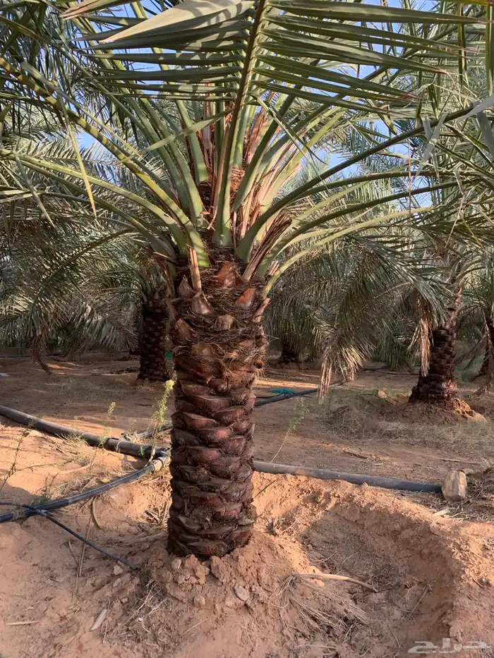 جثايث سكري وخلاص 3