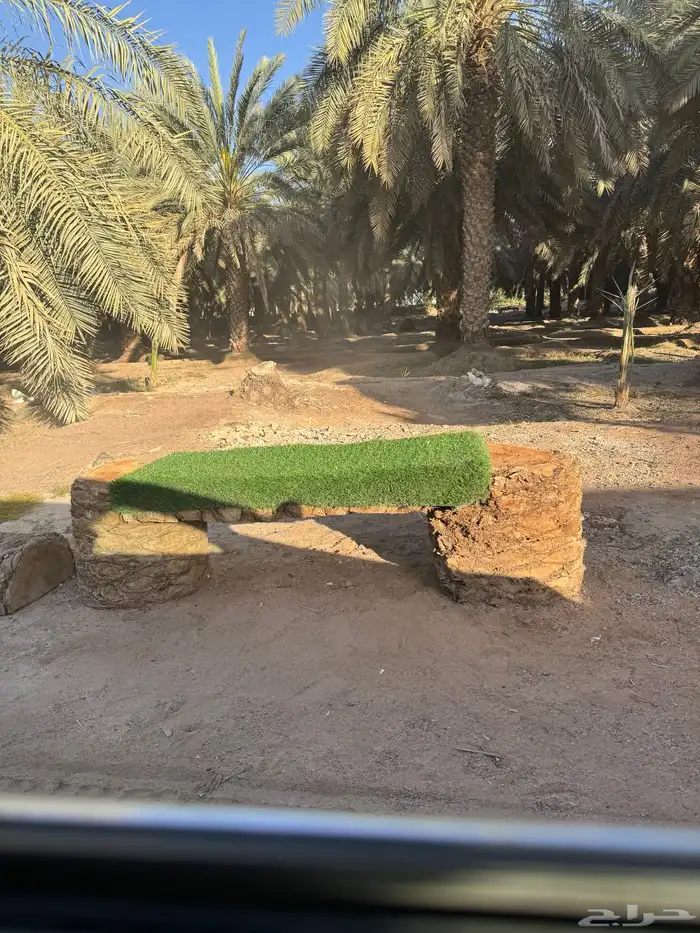 جريد سعف نخل عسيب 12