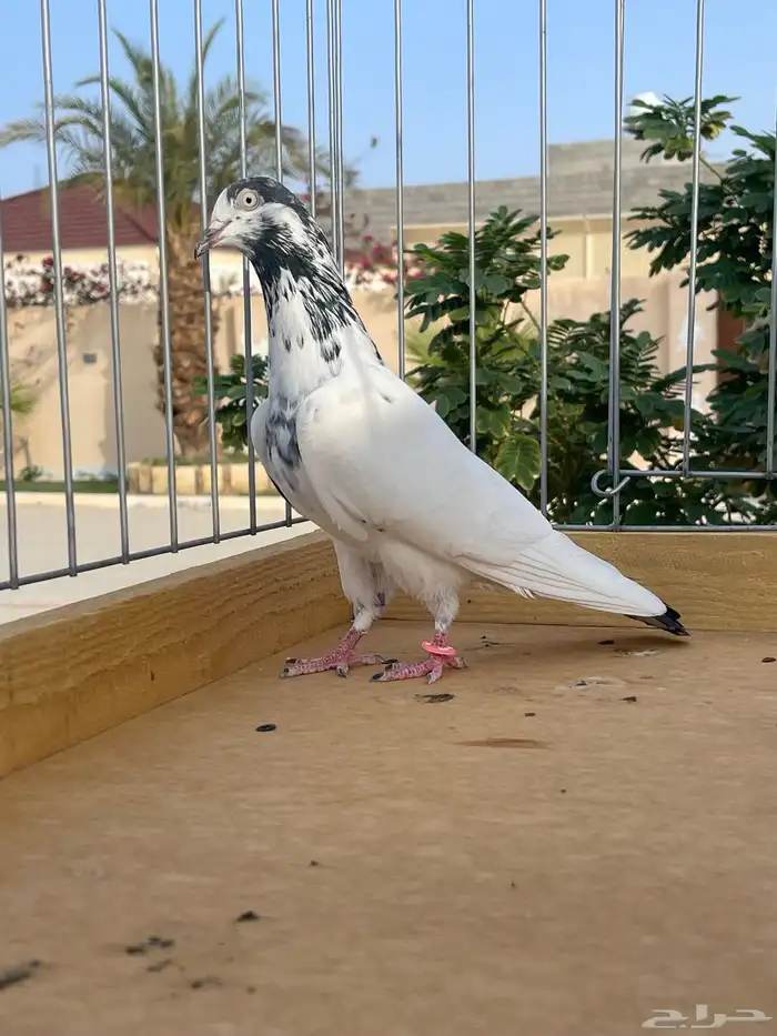 للبيع جوز تيدي 6