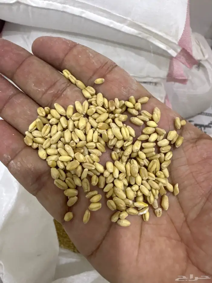 طاحون لبيع اجود أنواع الحبوب والبقوليات 2