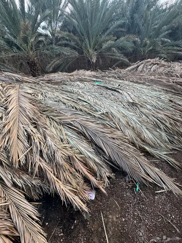 جريد سعف نخل عسيب 23