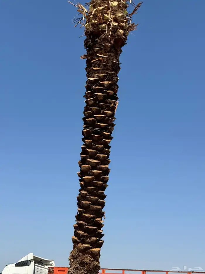 نخيل لبيع 4