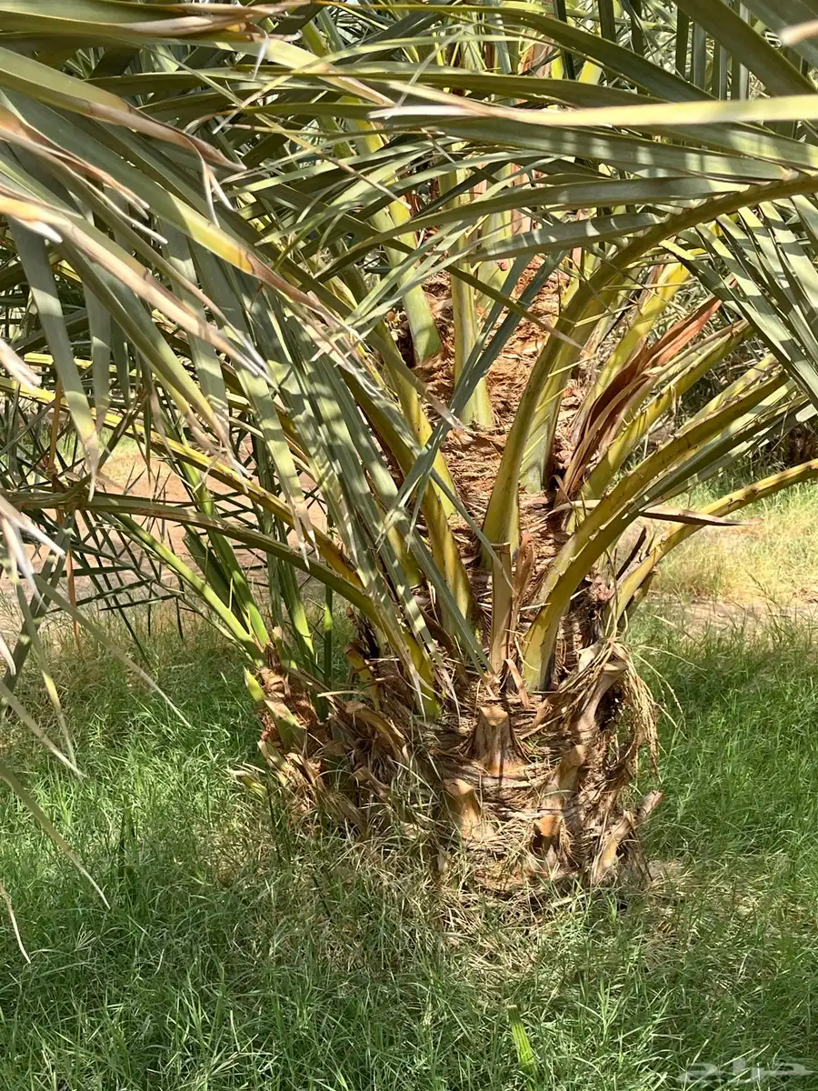 الزباير 0