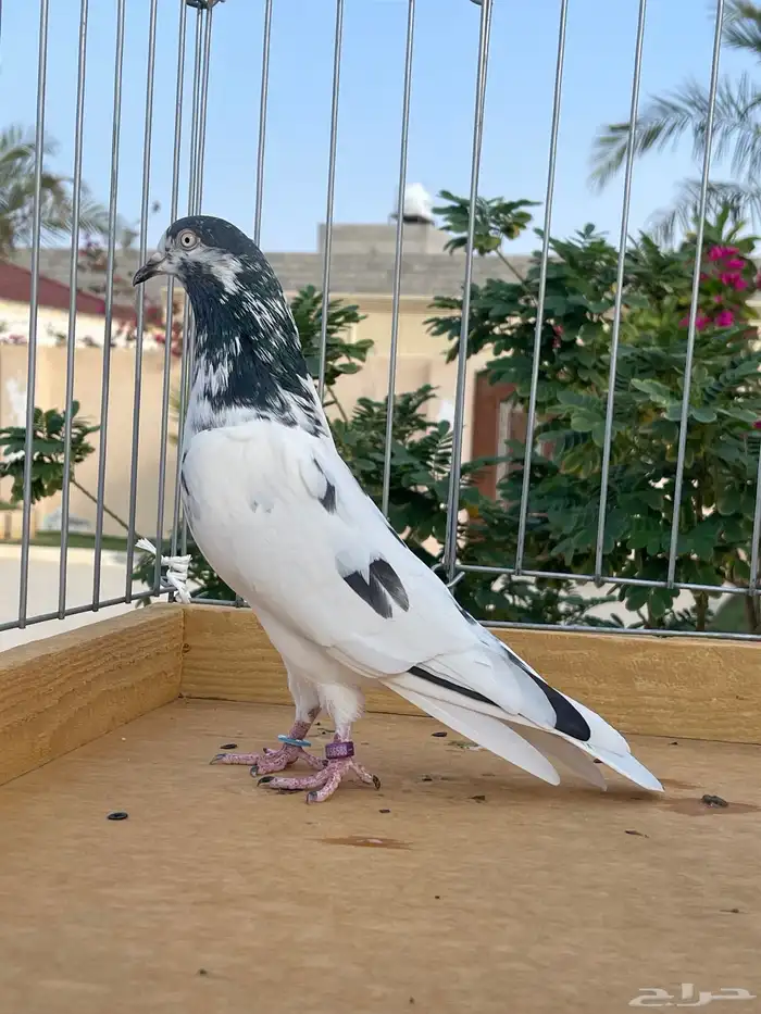 للبيع جوز تيدي 2