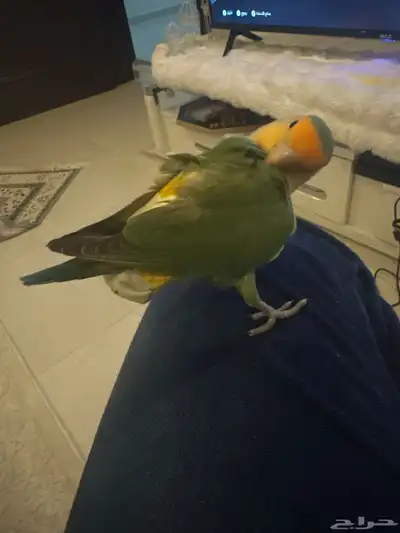روز 0