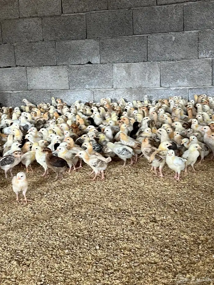 صوص فروخ صيصان دجاج بلدي 1