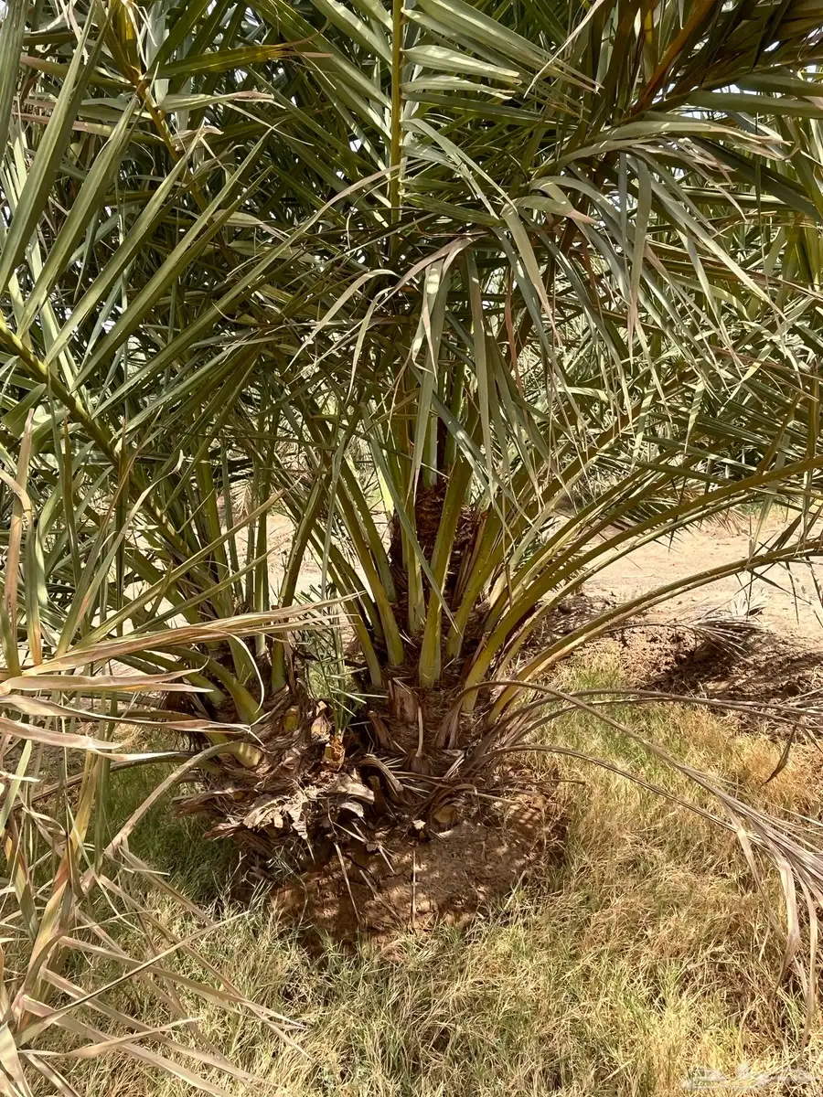 الزباير 3